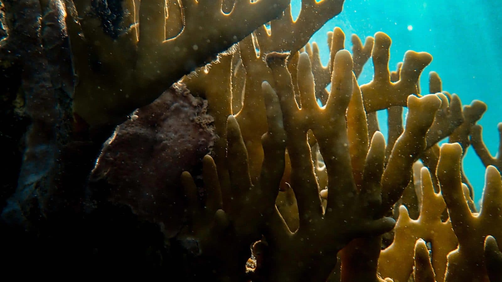 Ocean Decade hackathon team collaboration